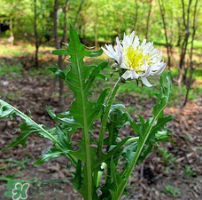 婆婆丁能包餃子嗎？婆婆丁可以包餃子嗎？
