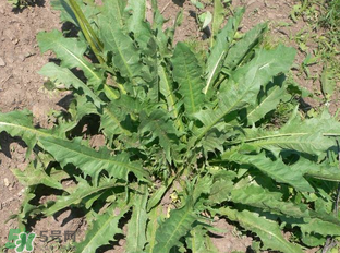 婆婆丁能包餃子嗎？婆婆丁可以包餃子嗎？