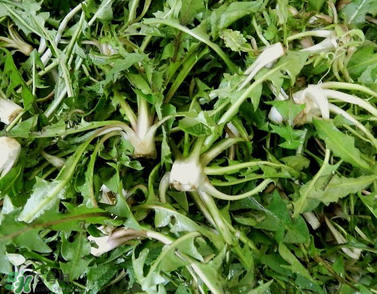 婆婆丁能包餃子嗎？婆婆丁可以包餃子嗎？