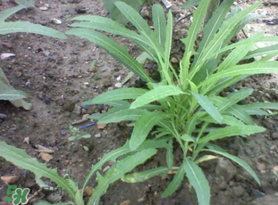 婆婆丁能炒雞蛋嗎？婆婆丁可以炒雞蛋嗎？