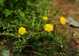 婆婆丁能炒雞蛋嗎？婆婆丁可以炒雞蛋嗎？