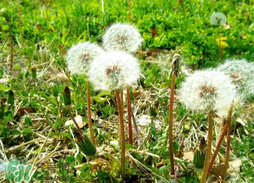 婆婆丁能炒雞蛋嗎？婆婆丁可以炒雞蛋嗎？