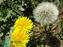 婆婆丁花能吃嗎？婆婆丁花可以吃嗎？