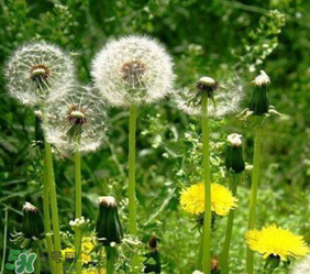 婆婆丁花能吃嗎？婆婆丁花可以吃嗎？