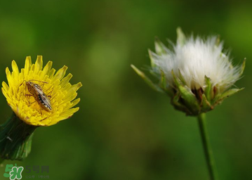 婆婆丁花能吃嗎？婆婆丁花可以吃嗎？
