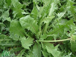 婆婆丁不能與什么同食？婆婆丁不能和什么一起吃？