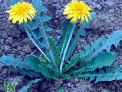 婆婆丁不能與什么同食？婆婆丁不能和什么一起吃？