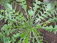 婆婆丁吃多了好嗎？婆婆丁吃多了會怎么樣？