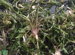 婆婆丁吃多了好嗎？婆婆丁吃多了會怎么樣？