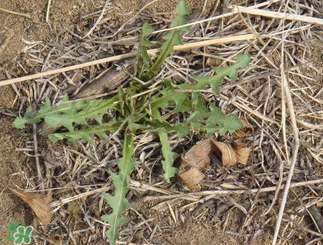 婆婆丁吃多了好嗎？婆婆丁吃多了會怎么樣？