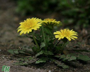 婆婆丁怎么吃？婆婆丁怎么吃最好？