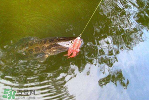 四月份能路亞黑魚嗎？路亞黑魚什么時間最好？