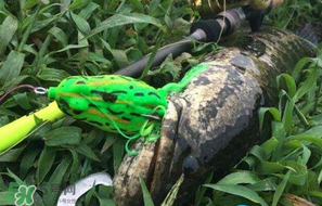 四月份能路亞黑魚嗎？路亞黑魚什么時間最好？