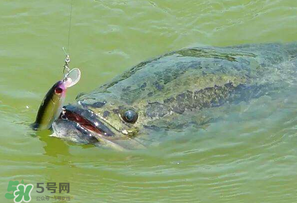 四月份能路亞黑魚嗎？路亞黑魚什么時間最好？