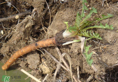 婆婆丁能治什么病？婆婆丁能治哪些病？