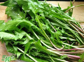 婆婆丁能治什么病？婆婆丁能治哪些??？