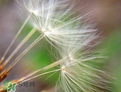 蒲公英可以治刺瘊嗎?蒲公英為什么能治瘊子?