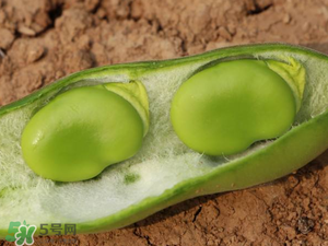 蠶豆什么時(shí)候成熟？蠶豆什么時(shí)候上市？