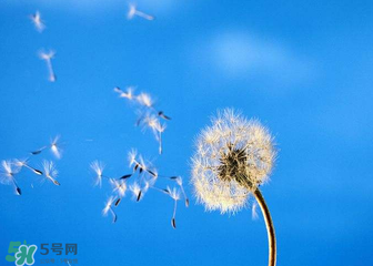 婆婆丁能治乳腺增生嗎？婆婆丁可以治乳腺增生嗎？