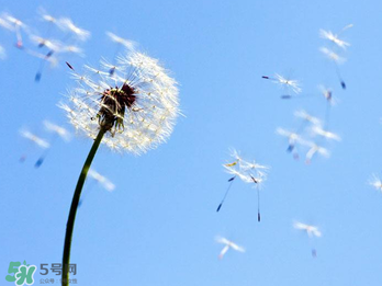 婆婆丁能治乳腺增生嗎？婆婆丁可以治乳腺增生嗎？