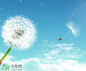 婆婆丁能治乳腺增生嗎？婆婆丁可以治乳腺增生嗎？