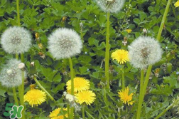 婆婆丁能治婦科病嗎？婆婆丁可以治婦科病嗎？