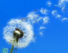 婆婆丁能治婦科病嗎？婆婆丁可以治婦科病嗎？