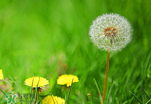 婆婆丁能治婦科病嗎？婆婆丁可以治婦科病嗎？