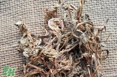 婆婆丁曬干了怎么吃?婆婆丁曬干后怎么食用? 婆婆丁曬干了怎么吃?婆婆丁曬干后怎么食用?