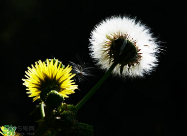 婆婆丁能治糖尿病嗎？婆婆丁可以治糖尿病嗎？