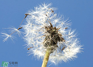 婆婆丁能治糖尿病嗎？婆婆丁可以治糖尿病嗎？