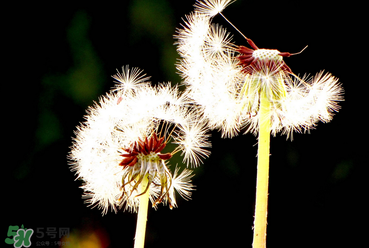 婆婆丁能治糖尿病嗎？婆婆丁可以治糖尿病嗎？