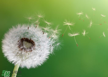 婆婆丁能治痔瘡嗎？婆婆丁可以治痔瘡嗎？