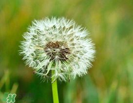 婆婆丁能治痔瘡嗎？婆婆丁可以治痔瘡嗎？