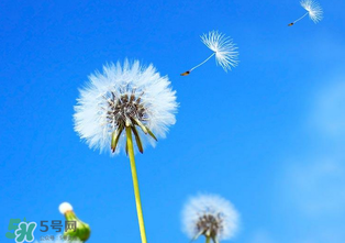 婆婆丁能治痔瘡嗎？婆婆丁可以治痔瘡嗎？