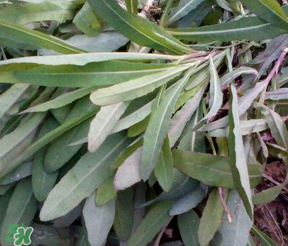 曲曲菜怎么吃？曲曲菜的吃法