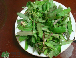 曲曲菜怎么吃？曲曲菜的吃法