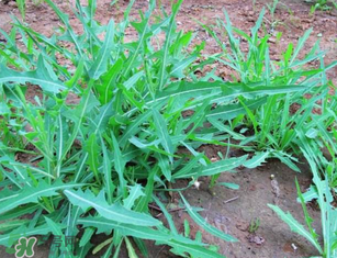 曲曲菜孕婦能吃嗎？孕婦可以吃曲曲菜嗎？