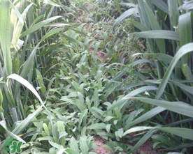 曲曲菜孕婦能吃嗎？孕婦可以吃曲曲菜嗎？