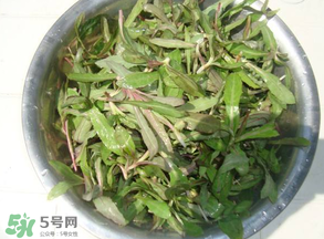 曲曲菜孕婦能吃嗎？孕婦可以吃曲曲菜嗎？