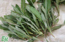 曲曲菜能生吃嗎？曲曲菜可以生吃嗎？