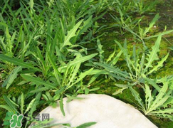 曲曲菜能生吃嗎？曲曲菜可以生吃嗎？