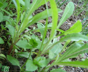 曲曲菜能生吃嗎？曲曲菜可以生吃嗎？