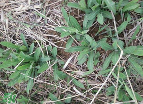 曲曲菜如何做好吃？曲曲菜怎么做好吃？