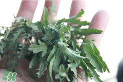 曲曲菜如何做好吃？曲曲菜怎么做好吃？