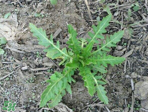 曲曲菜如何做好吃？曲曲菜怎么做好吃？