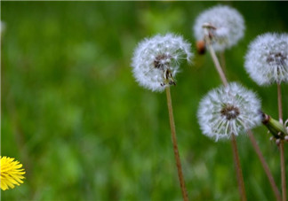 婆婆丁能治婦科病嗎？婆婆丁可以治婦科病嗎？