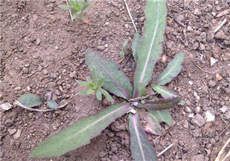 曲曲菜孕婦能吃嗎？孕婦可以吃曲曲菜嗎？