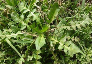 婆婆丁不能與什么同食？婆婆丁不能和什么一起吃？