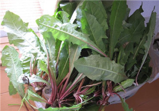 婆婆丁能治什么病？婆婆丁能治哪些??？